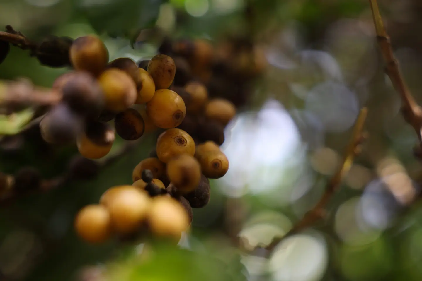 Đài PTTH Hà Nội